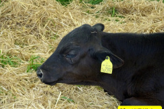 150.2025-05-03-Dorset-Spring-Show-Puddletown-Dorset.-150-