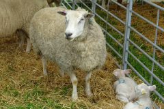 151.2025-05-03-Dorset-Spring-Show-Puddletown-Dorset.-151-