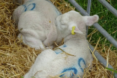 152.2025-05-03-Dorset-Spring-Show-Puddletown-Dorset.-152-