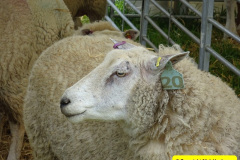 153.2025-05-03-Dorset-Spring-Show-Puddletown-Dorset.-153-