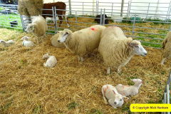 156.2025-05-03-Dorset-Spring-Show-Puddletown-Dorset.-156-