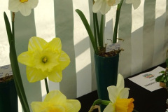 289.2025-05-03-Dorset-Spring-Show-Puddletown-Dorset.-289-