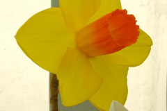 290.2025-05-03-Dorset-Spring-Show-Puddletown-Dorset.-290-