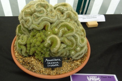 292.2025-05-03-Dorset-Spring-Show-Puddletown-Dorset.-292-