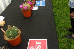 295.2025-05-03-Dorset-Spring-Show-Puddletown-Dorset.-295-