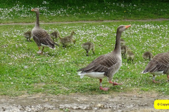 031.2025-05-19-Poole-Park-Railway.-31