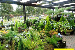 083.2025-10-13-to-15-New-Forest-Break.-83-Stewarts-Garden-Center-at-Christchurch.-