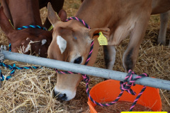 129.2025-09-06-Dorset-County-Show-Dorchester-Dorset.-129-