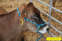130.2025-09-06-Dorset-County-Show-Dorchester-Dorset.-130-