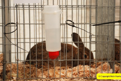 061.2025-09-06-Dorset-County-Show-Dorchester-Dorset.-61-