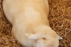 121.2025-09-06-Dorset-County-Show-Dorchester-Dorset.-121-