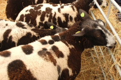 123.2025-09-06-Dorset-County-Show-Dorchester-Dorset.-123-