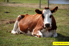 128.2025-09-06-Dorset-County-Show-Dorchester-Dorset.-128-