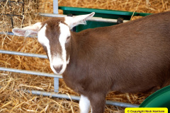 135.2025-09-06-Dorset-County-Show-Dorchester-Dorset.-135-