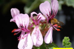 018.2025-09-22-to-24-Stourhead-Bradford-on-Avon.-18-