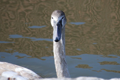 089.2025-09-22-to-24-Stourhead-Bradford-on-Avon.-89-