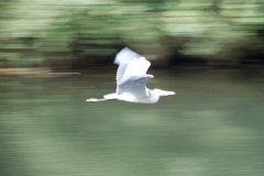 117.2025-09-22-to-24-Stourhead-Bradford-on-Avon.-117-