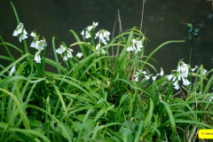 003.2026-04-04-SR-Peter-Rabbit-34072-Swanage-Norden-Swanage.-3