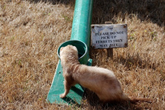 213.2026-08-20-Gillingham-Sahaftesbury-Show-Shaftesbury-Dorset.-215-Ferret-Racing.-