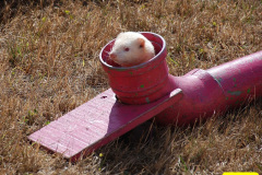 213.2026-08-20-Gillingham-Sahaftesbury-Show-Shaftesbury-Dorset.-217-Ferret-Racing.-