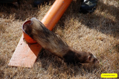 213.2026-08-20-Gillingham-Sahaftesbury-Show-Shaftesbury-Dorset.-219-Ferret-Racing.-