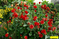 011.2026-08-21-Kingston-Lacy-NT-Wimborne-Dorset.-11-