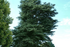 021.2026-08-21-Kingston-Lacy-NT-Wimborne-Dorset.-21-