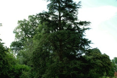 024.2026-08-21-Kingston-Lacy-NT-Wimborne-Dorset.-24-