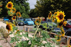 040.2026-08-21-Kingston-Lacy-NT-Wimborne-Dorset.-40-