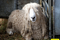 131.2026-08-27-Lelplash-Show-Bridport-Dorset.-131-