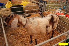 214.2026-08-27-Lelplash-Show-Bridport-Dorset.-214-