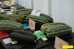 357.2026-08-27-Lelplash-Show-Bridport-Dorset.-356-
