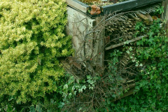 010.2026-02-17-A-Poole-Garden-in-Winter.-10-