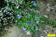 017.2026-02-17-A-Poole-Garden-in-Winter.-17-