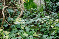 026.2026-02-17-A-Poole-Garden-in-Winter.-26-