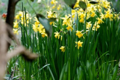 027.2026-02-17-A-Poole-Garden-in-Winter.-27-