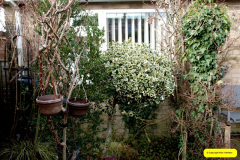 028.2026-02-17-A-Poole-Garden-in-Winter.-28-