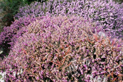 029.2026-02-17-A-Poole-Garden-in-Winter.-29-