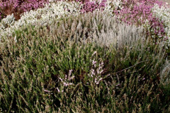 030.2026-02-17-A-Poole-Garden-in-Winter.-30-