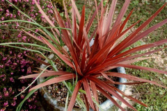 031.2026-02-17-A-Poole-Garden-in-Winter.-31-