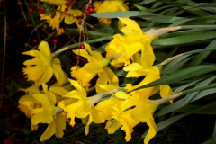 034.2026-02-17-A-Poole-Garden-in-Winter.-34-