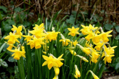 037.2026-02-17-A-Poole-Garden-in-Winter.-37-