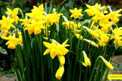 038.2026-02-17-A-Poole-Garden-in-Winter.-38-