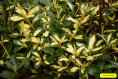 040.2026-02-17-A-Poole-Garden-in-Winter.-40-