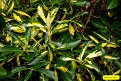 041.2026-02-17-A-Poole-Garden-in-Winter.-41-