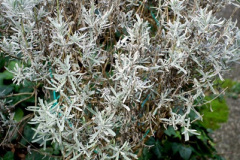 045.2026-02-17-A-Poole-Garden-in-Winter.-45-