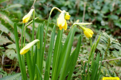 047.2026-02-17-A-Poole-Garden-in-Winter.-47-