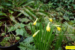 048.2026-02-17-A-Poole-Garden-in-Winter.-48-