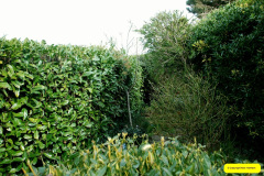 049.2026-02-17-A-Poole-Garden-in-Winter.-49-