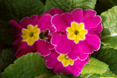 052.2026-02-17-A-Poole-Garden-in-Winter.-52-
